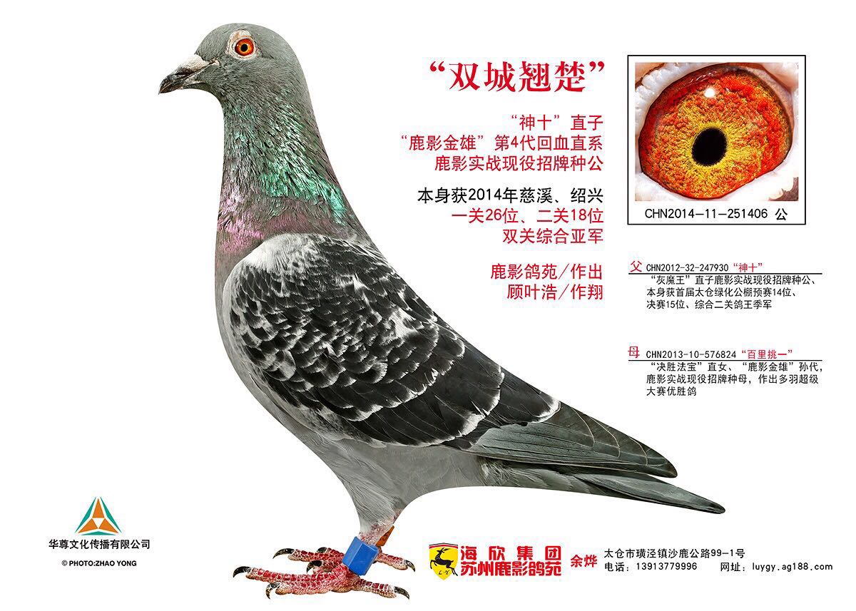 鸽行天下最新视频回顾，科技翱翔，体验未来的飞行之旅