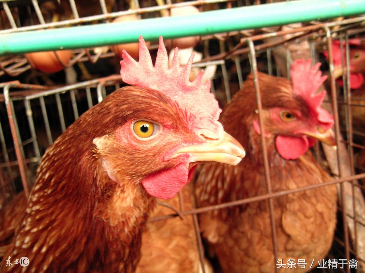 科技重塑肉鸡冻品市场，前沿科技魅力下的冷冻食品行情分析